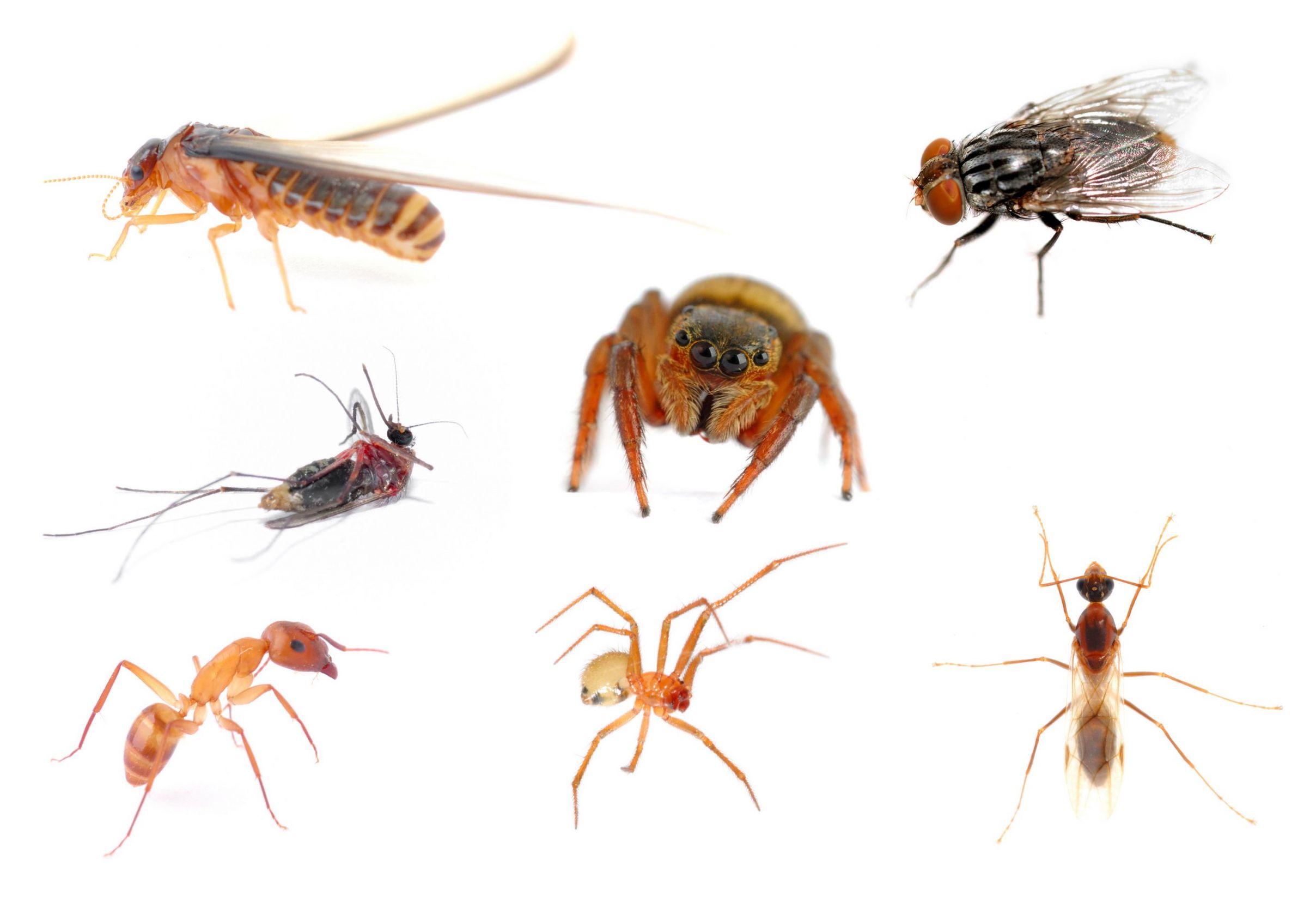 Do not Waste Time and Money: How Bed Bug Removal Services Save you Both