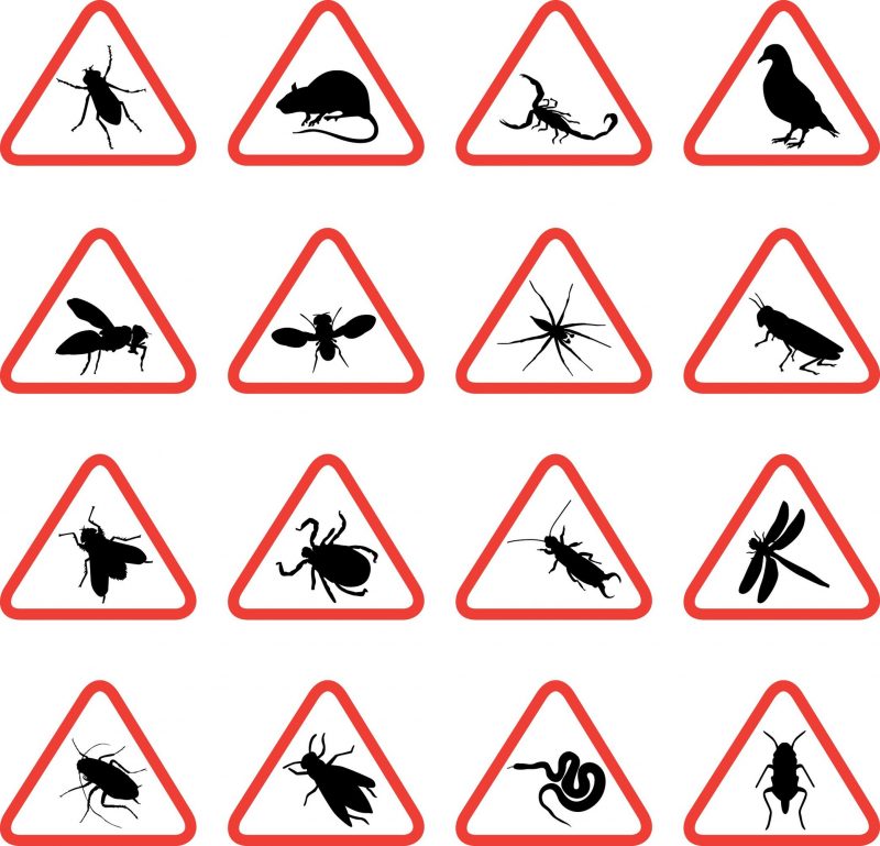 What You Should Know About Your Exterminator