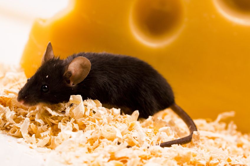 How to solve rat control problems in Plymouth MA