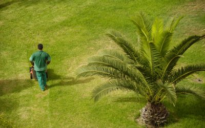 Common Mistakes Homeowners Make With Lawn Mowing in Twin Cities Providers